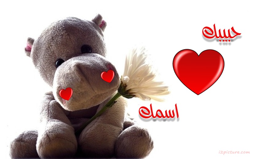 Hippo Red Heart Postcard