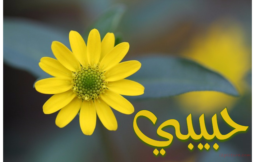 Your Name On The Yellow Rose Postcard