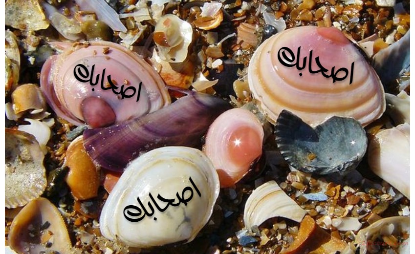 The Names Of Your Friends On The Snails Postcard