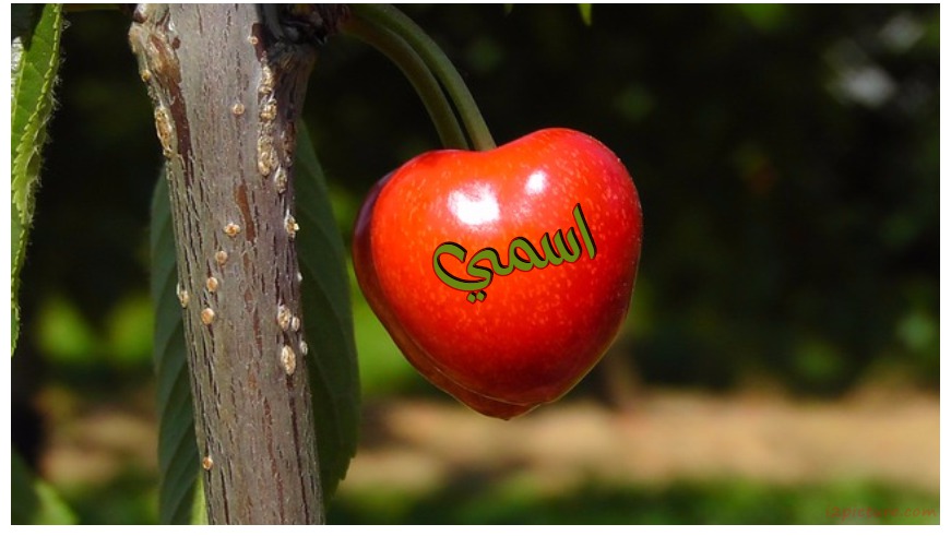 Name Your Lover On Cherries Postcard