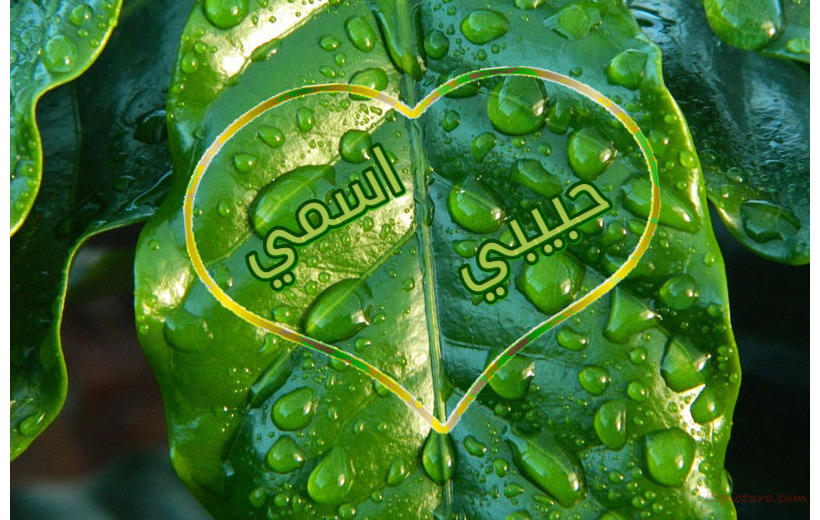 Type Your Lover's Name On A Leaf With Dew Drops  Postcard