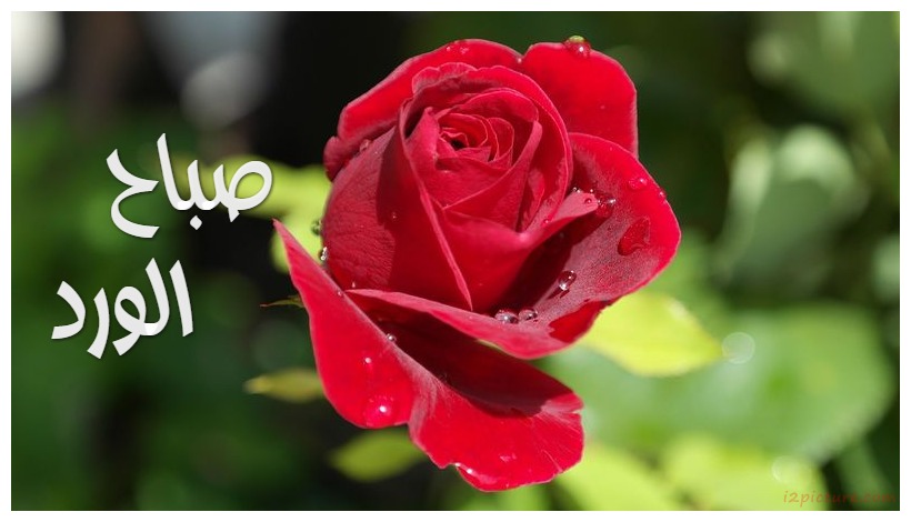 Write Name On Flower Postcard