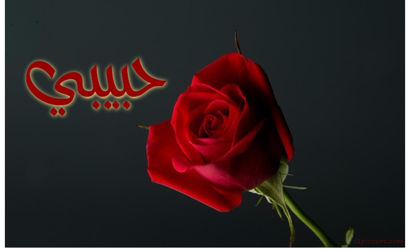 Name Your Lover Next To A Red Flower Postcard