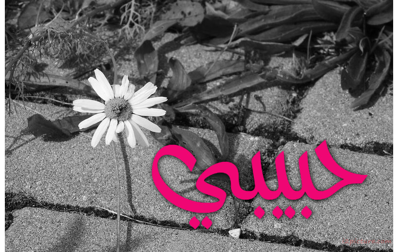 Your Name On A White Rose And A Black And White Background Postcard