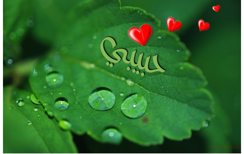 Your Lover's Name On A Leaf And Dew Drops Postcard