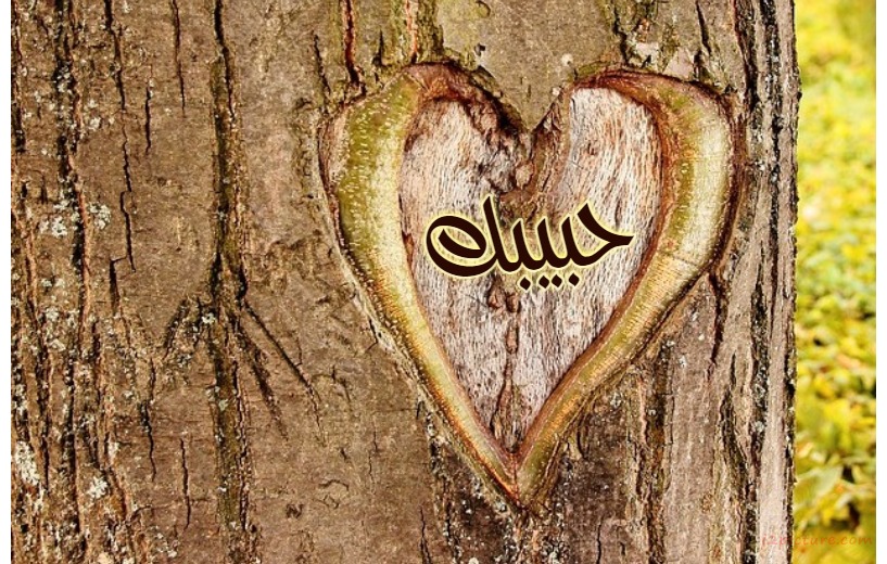 Trunk Carved Out The Heart Of The Tree Postcard