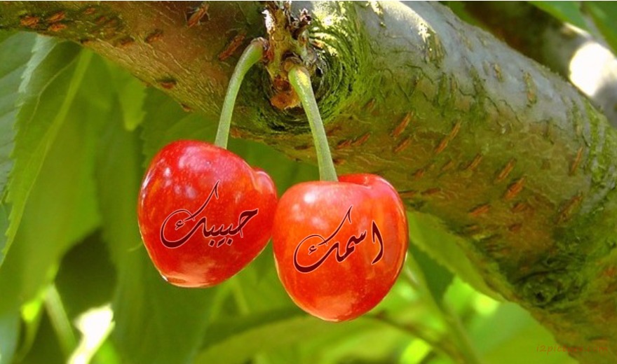 Cherry Fruits On A Tree Branch Postcard
