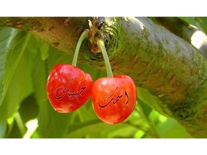 Cherry fruits on a tree branch