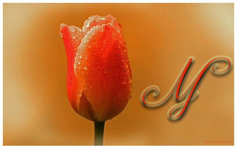 Rose Orange On A Colored Background Postcard