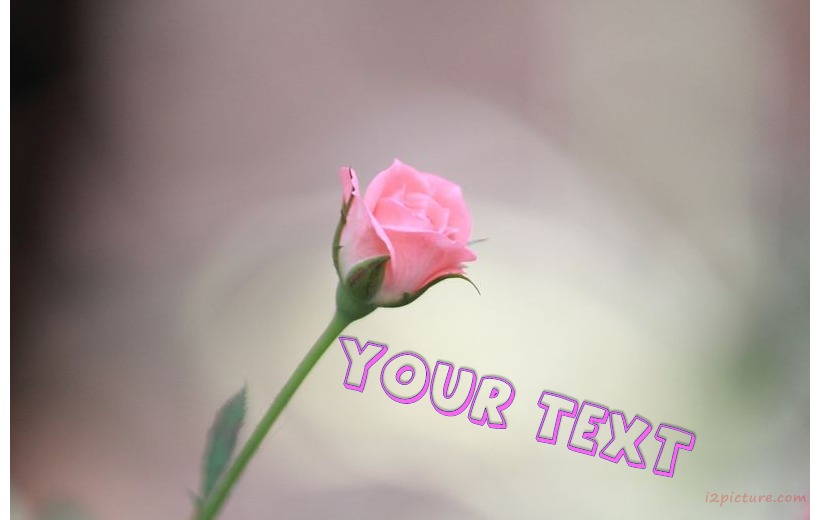 Rose Colored Postcard