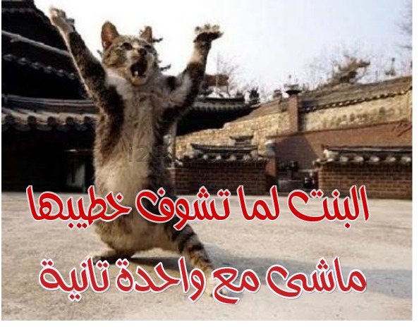  قفشات الأفلام - خطيبها