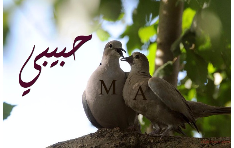 Your Name On The Birds Postcard