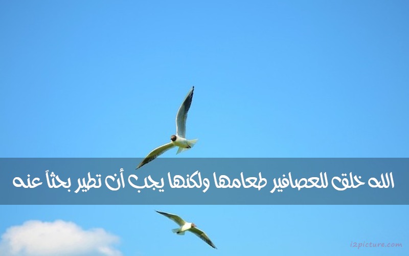  حكم و خواطر - الله خلق للعصافير طعامها ولكنها يجب أن تطير بحثاً عنه