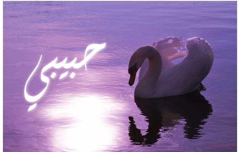 Your Name And Your Lover Swan And Water Purple Postcard