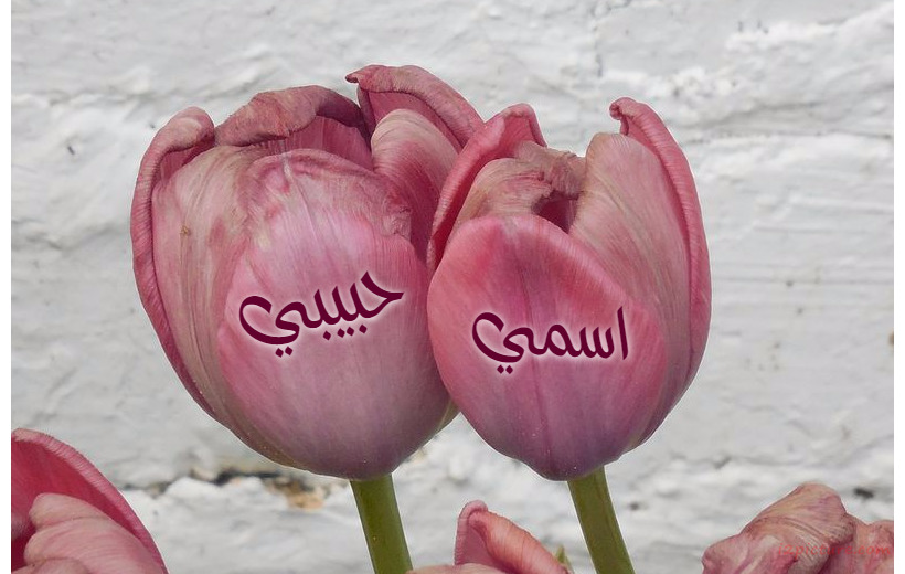 Type Your Lover's Name On A Large Pink Flowers Postcard