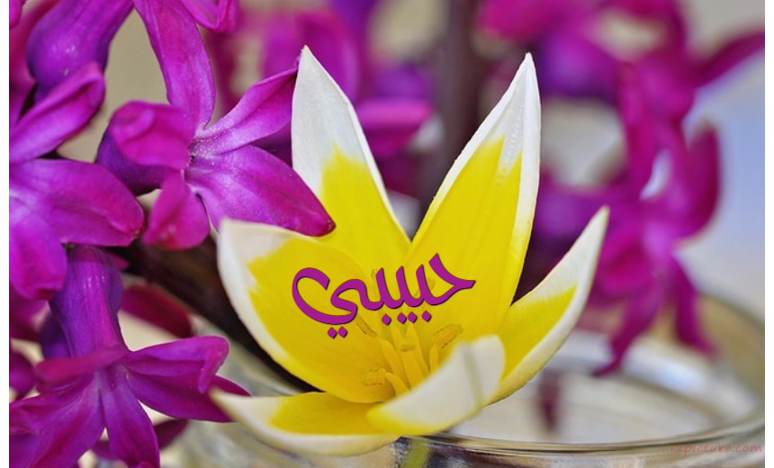 Your Lover's Name On A Yellow Flower Postcard