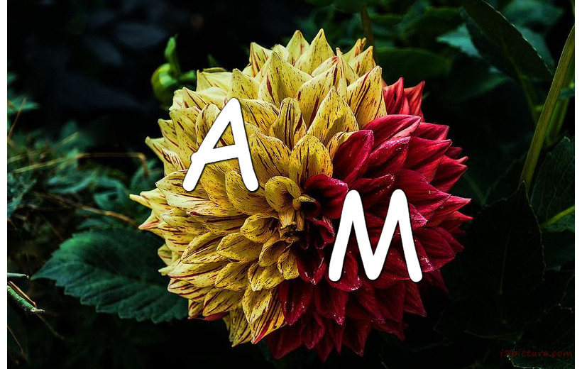 Write Your Lover's Name On A Red And Yellow Flower Postcard