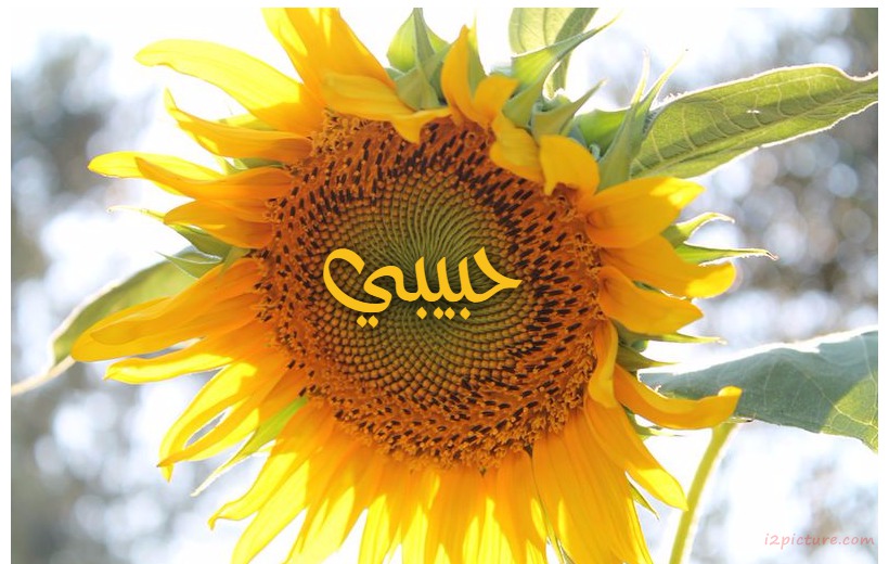 Your Lover's Name On The Sunflower Postcard