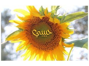 Your lover's name on the sunflower