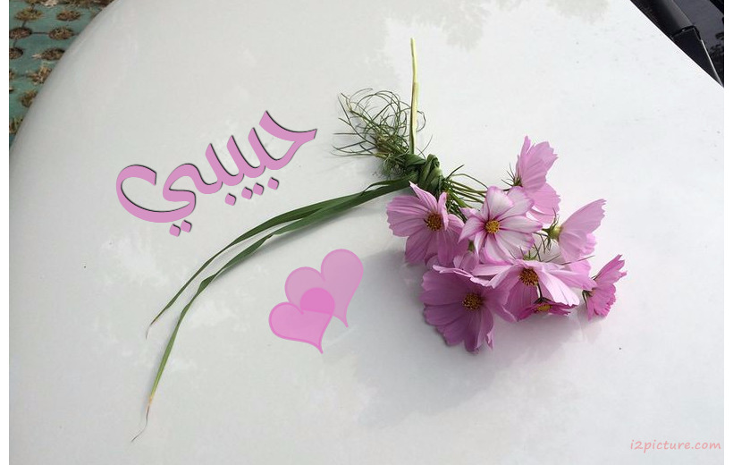 Your Lover's Name On A Rose Pink White Background Postcard