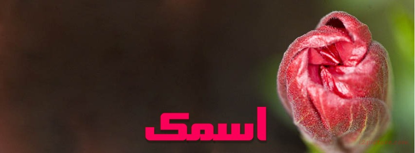 Your Name On A Rose Pink Facebook Cover