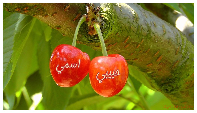 Red Cherries Postcard