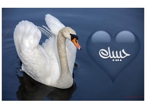 Type the name of your lover with swan