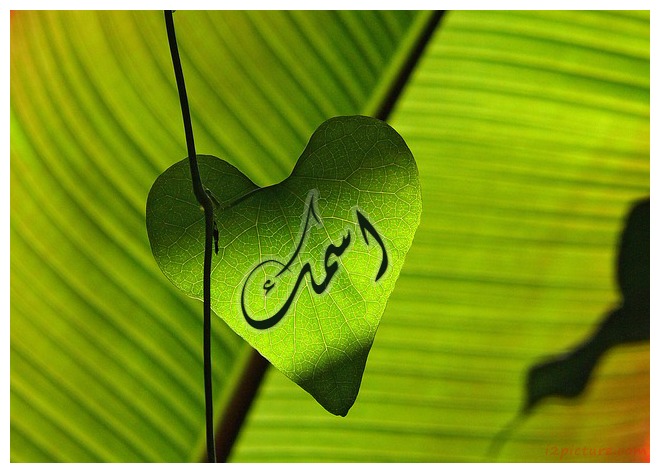 Green Leaf Postcard