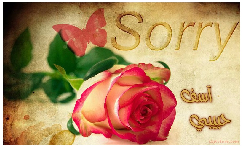 Type The Apology On Card With A Rose And A Butterfly Postcard