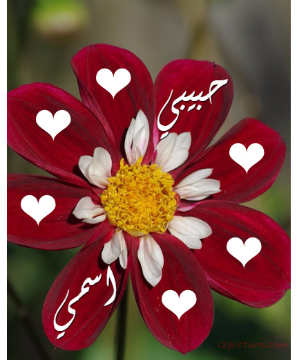 Write Your Name And Your Lover On A Red Flower Postcard