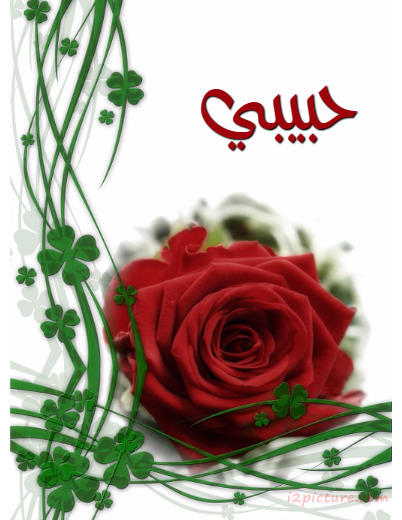 Congratulations On Card With A Red Rose Postcard