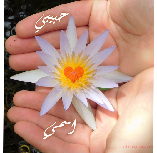 Your Lover's Name At The Hands Of A White And A Rose Postcard