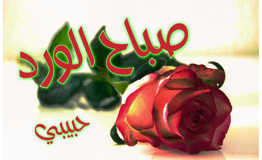 Your Name And Your Lover On A White Background Rose Postcard