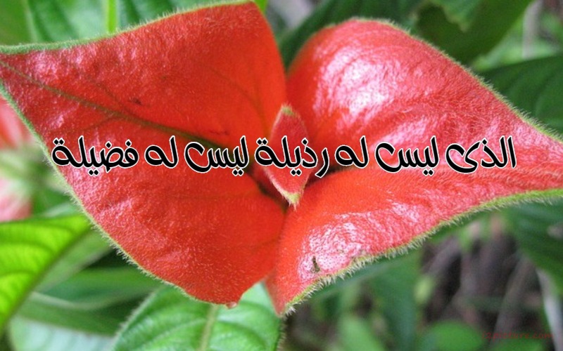  حكم و خواطر - الذى ليس له رذيلة ليس له فضيلة