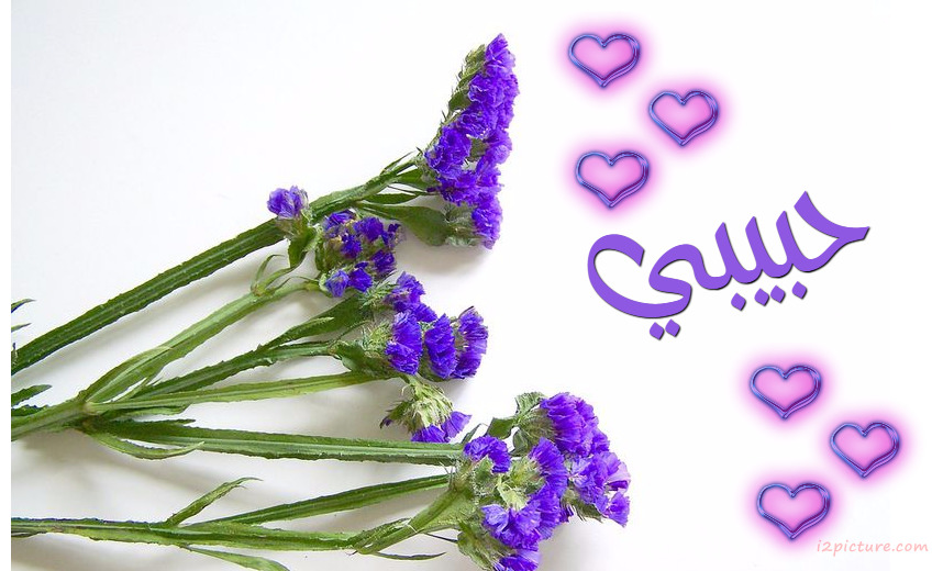 Your Lover's Name On A White Background Violet Flowers Postcard