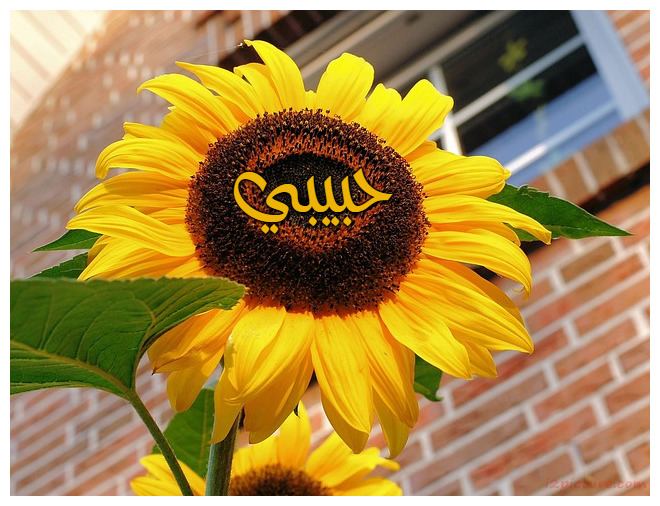 Sun Flower Postcard