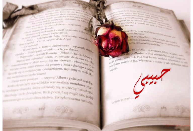 Old Book With A Red Rose Postcard