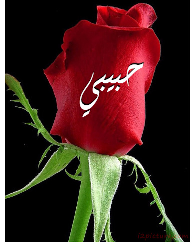 Your Lover's Name On The Red Rose Black Background 2 Postcard