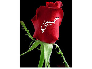 Your lover's name on the red rose black background 2