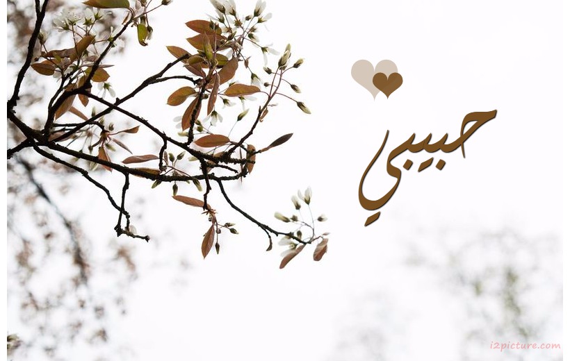 Your Lover's Name On A Leaf With A White Background Postcard